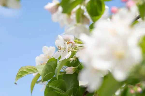 Las Vibrantes Flores Blancas Rosadas Estallaron Contra Llamativo Cielo Azul —  Fotos de Stock