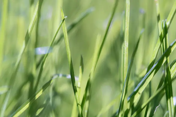 鮮やかな緑の草の刃のクローズアップビュー 彼らの鋭いヒントは 春の成長の新鮮さと緑を強調するために バックグラウンドで美しくぼやけます — ストック写真