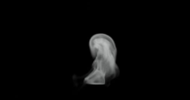 ビデオ効果のためのクイック蒸気または厚いガス煙の3Dレンダリング — ストック動画