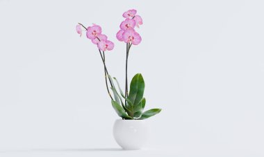 İç dekorasyon için tencerede 3 boyutlu izole pembe orkide.