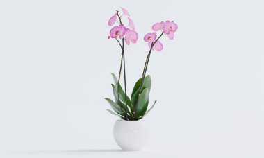 İç dekorasyon için tencerede 3 boyutlu izole pembe orkide.