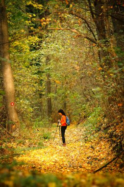 A middle-aged woman makes her way along a winding forest path, surrounded by the rich hues of autumn. Her sturdy backpack and trekking poles reflect a deep passion for adventure and an enduring spirit for exploring natures beauty                      clipart