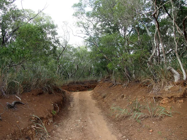 Oahu Hawaii Deki Ağaçlarla Çevrili Olan Dirt Yolu Dağa Çıkıyor — Stok fotoğraf