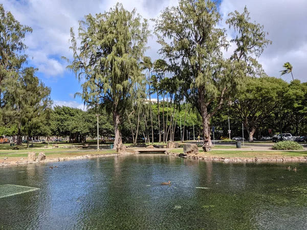 Waikiki 2022年11月7日 在夏威夷瓦胡岛Kapiolani公园被铁木树环绕的池塘中的鸭子 — 图库照片