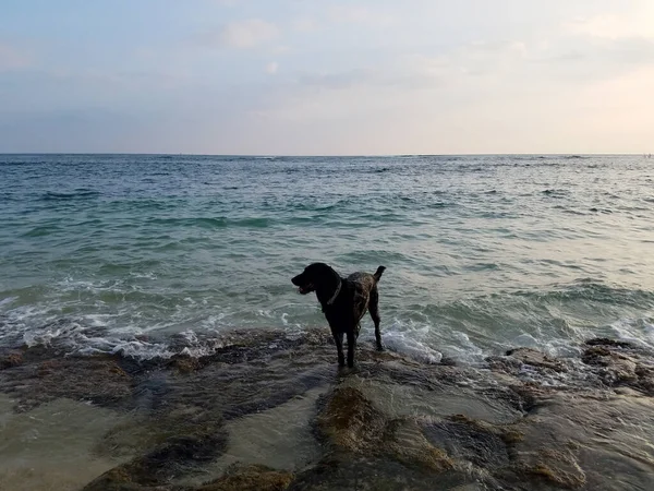 Black Retriever Perro Con Lengua Colgando Makalei Beach Oahu Hawaii —  Fotos de Stock