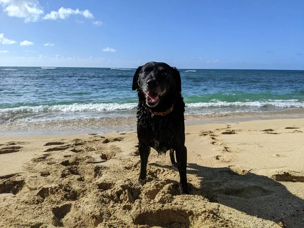 Black Retriever Cão Com Boca Aberta Makalei Beach Oahu Havaí — Fotografia de Stock