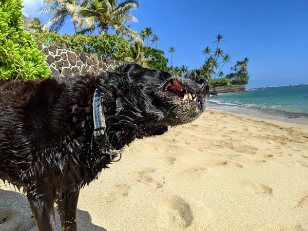 Who said dogs can\'t smile? This flat haired retriever dog is enjoying a day at the Makalei beach and shaking off some sand.
