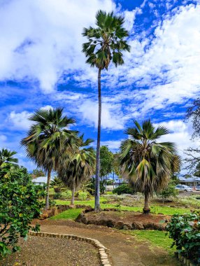 Tarihi Kraliçe Kapiolani Bahçesi 'nde nefes kesici palmiye ağaçları. Oahu' da zengin bir geçmişi olan huzurlu bir vaha. 1972 'de açılan bahçe ve bitişik park 1877' de halka açık kullanım için araziyi bağışlayan Kral David Kalakaua 'ya aitti. 133 'ün adını verdi.-