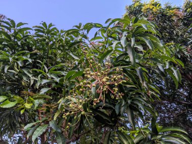 Hawaii, Oahu 'da yeşil yapraklarla dolu bir ağaçta sallanırken farklı boyutlarda bebek mangoları büyümeye başlıyor. Bu lezzetli ve sulu mangolar Hawaii mutfağının temel ürünüdür ve yerli halk ve turistler tarafından beğenilir..