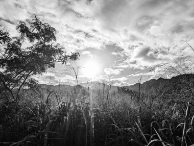 Güneş ışınlarının soluk kesen tek renkli görüntüsü bulutları delip geçiyor, Oahu, Hawaii 'nin görkemli dağlarında uzun otların olduğu pitoresk bir alanı aydınlatıyor..