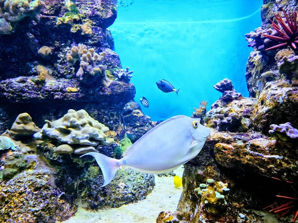 青い背景の水族館でカラフルな魚が泳いでいます 魚は形も大きさも違うし 方向も違う 自然の美しさを思い出させてくれます私たちは自然の美しさを — ストック写真