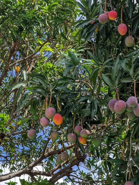 Close Sun Kissed Hayden Mangoes Different Sizes Hanging Tree Full — стоковое фото