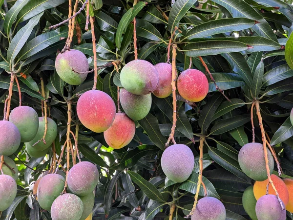 Close Sun Kissed Hayden Mangoes Different Sizes Hanging Tree Full — стоковое фото