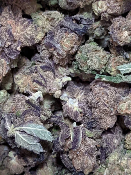 Close Cannabis Plant Glistening Trichomes Sign Potency Quality — Stok Foto