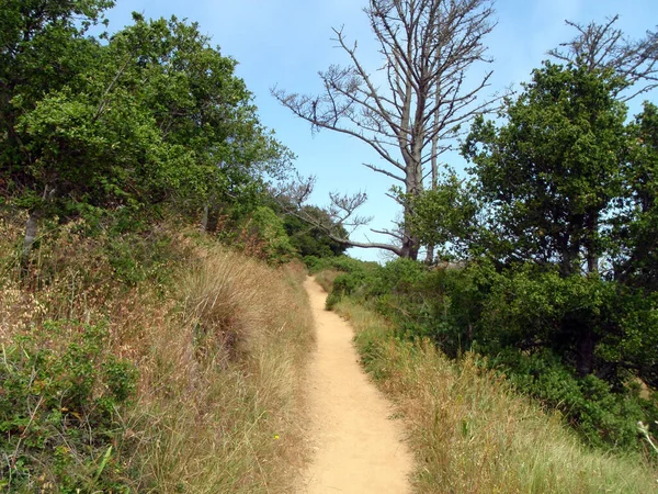 サンフランシスコ湾の歴史公園であるエンジェル島の森の中の未舗装の歩道の穏やかな自然シーン 乾燥した葉や枝を持つ木々が立ち並び 青空とのコントラストを作り出しています このイメージは冒険の感覚を想起させる — ストック写真