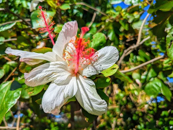 Testemunhe Beleza Requintada Três Flores Brancas Hibisco Plena Floração Mostrando — Fotografia de Stock