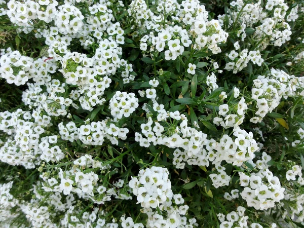 Detailní Záběr Skupiny Bílých Květů Alyssum Lobularia Maritima Zelenými Listy — Stock fotografie