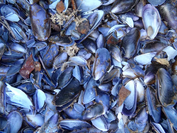 Eine Fesselnde Nahaufnahme Eines Haufens Blauer Muschelschalen Mit Einem Faszinierenden — Stockfoto