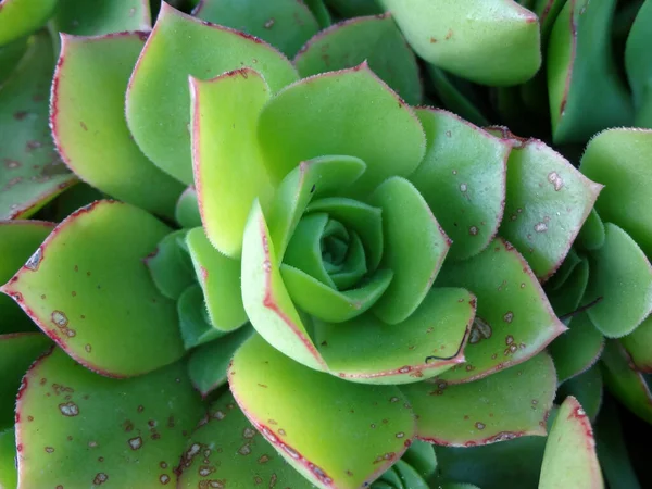 Nahaufnahme Eines Kaktus Und Einer Sukkulenten Echeverie Eine Pflanze Aus — Stockfoto