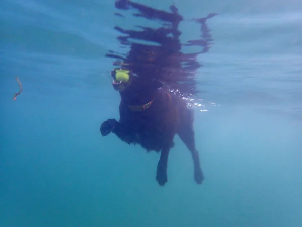 A black flat haired retriever dog is having fun playing with a tennis ball in the ocean on Oahu, Hawaii. The dog has the ball in its mouth and its legs are moving under water, creating air bubbles. The image shows the joy and energy of the dog, and t