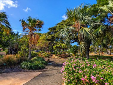 Breathtaking Bougainvillea blooms in the historic Queen Kapiolani Garden, a serene oasis with a rich past on Oahu.  Opened in 1972, the garden and adjacent park once belonged to King David Kalakaua who donated the land for public use in 1877. He name