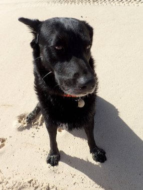 Tatlı ve dost canlısı bir siyah köpek Hawaii 'de kumlu bir sahilde, güneşin ve esintinin tadını çıkarıyor..