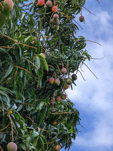 Mango tree with ripe mangos hanging from its branches.