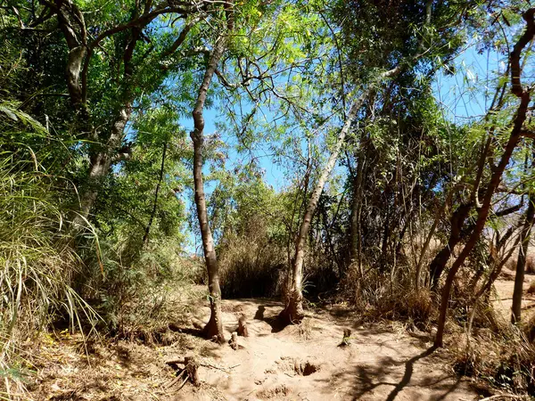  Güneşli bir günde ormanın ya da ormanlık alanın güzelliğini yakalayan huzurlu ve doğal bir görüntü. Görüntü, yeşil yapraklı ağaçların çeşitli türlerini gösteriyor. Güneş ışığının geçmesini sağlayan bir tepe örtüsü oluşturuyor. Toprak kurumuş.