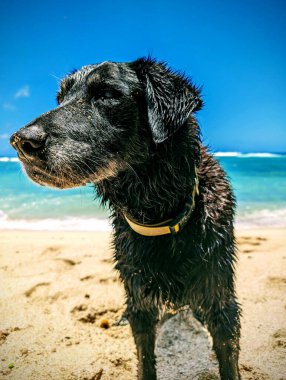 Oahu, Hawaii 'de kumlu bir sahilde ıslak siyah bir köpek okyanusa daldıktan sonra duruyor..