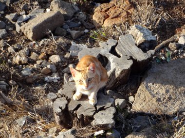 Turuncu bir kedi yavrusu, taşlarla ve kuru otlarla çevrili yıpranmış bir kütüğün üzerinde oturur ve merak uyandırıcı bir şekilde açık hava ortamını gün ışığında keşfeder..