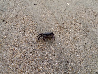 Küçük bir yengeç, sıcak güneş ışığı altında doğal davranışını sergileyerek kumlu kıyı şeridinde hızla ilerler. Canlı sahil ortamı yaşam alanını ön plana çıkarıyor..