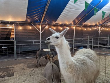 Hawaii - 18 Temmuz 2021: Oahu 'daki renkli çadır, içinde lama ve çeşitli hayvanların bulunduğu, aileler ve ziyaretçiler için heyecan verici bir atmosfer yaratan canlı bir hayvanat bahçesine ev sahipliği yapıyor..