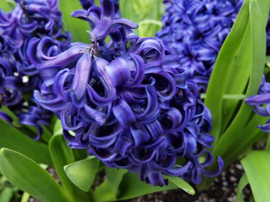 Bereketli mor sümbül çiçekleri bir bahçede güzel bir görüntü oluşturur. Taze yeşil yapraklar bu güneşli günde renkli çiçekleri güçlendirir..