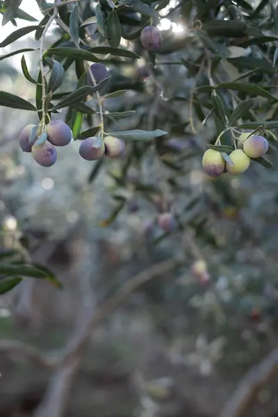 stock image Olive oil trees full of olives in Turkey