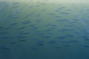 Suyun altında küçük balıklarla dolu tropik bir okyanus. Okyanus arka planı. Yüksek kalite fotoğraf