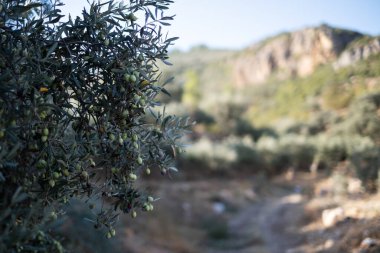 Türkiye 'de zeytin dolu zeytin ağaçları