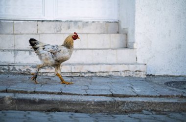 Biri kahverengi tavuk, diğeri de fotokopi alanı olan bir caddede izole edilmiş. Yüksek kalite fotoğraf