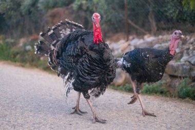 Turkey birds walking around the village. High quality photo clipart