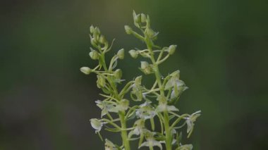 Büyük Kelebek-Orkide ormanda rüzgarda sallanıyor (Platanthera klorantha)