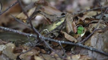 Sonbahar ormanında Aesculapian yılanı