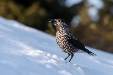 Image of a spotted nutcracker landed in snow clipart