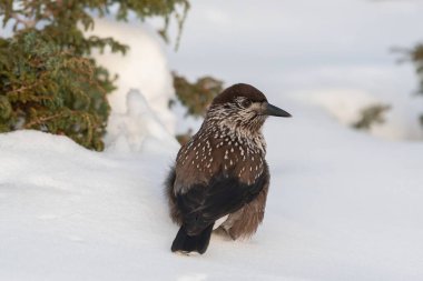 Kara düşmüş benekli bir fındıkkıran görüntüsü
