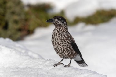 Kışın benekli fındıkkıran