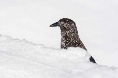 Kışın benekli fındıkkıran