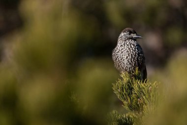 Benekli fındıkkıran ağaçta tünemiş
