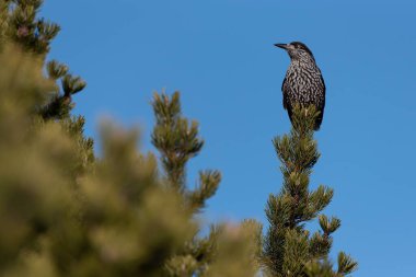 Spotted nutcracker perched on a tree clipart