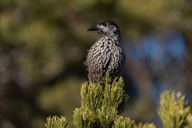 Benekli fındıkkıran ağaçta tünemiş