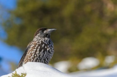 Kışın benekli fındıkkıran