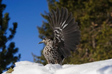 Spotted nutcracker in flight clipart