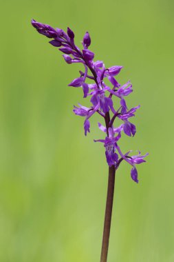 Orchis mascula subsp. Masküla - Orchis pinetorum